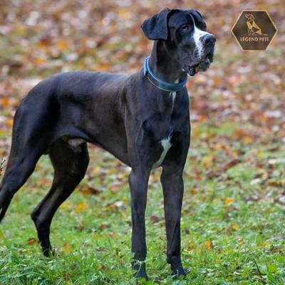 Great Dane