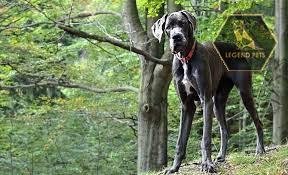 Great Dane Hybrid