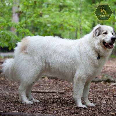 Great Pyrenees