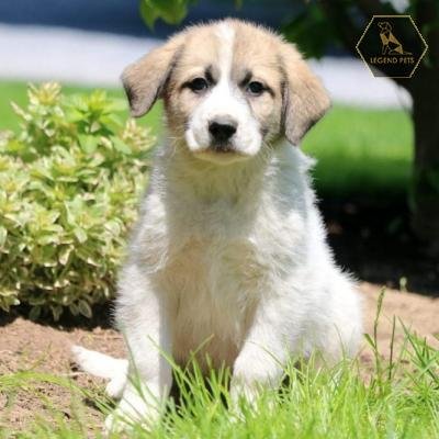 Great Pyrenees Mix