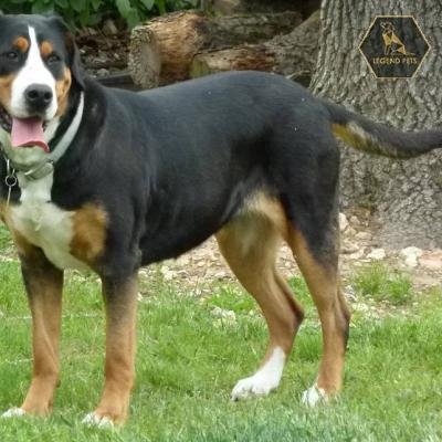 Greater Swiss Mountain Dog
