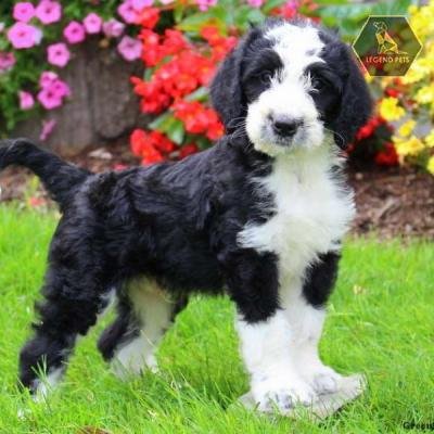 Greater Swissydoodle