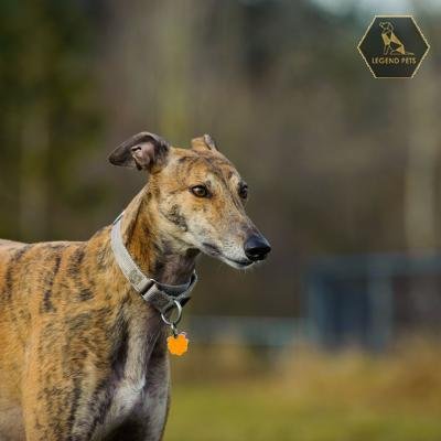 Greyhound