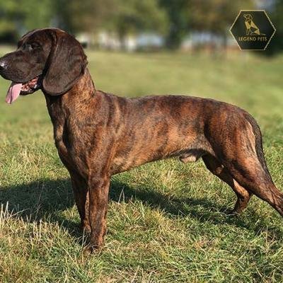 Hanoverian Scenthound