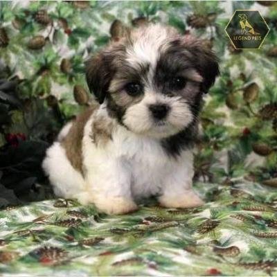 Havanese/Shih Tzu Hybrid