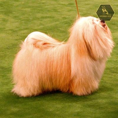Havanese
