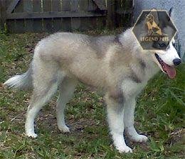 Huskimo