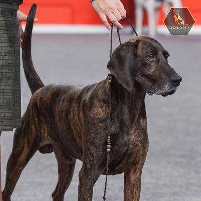 Plott Hound