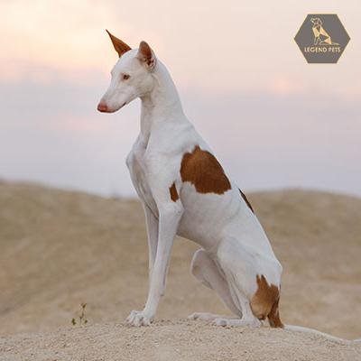 Ibizan Hound
