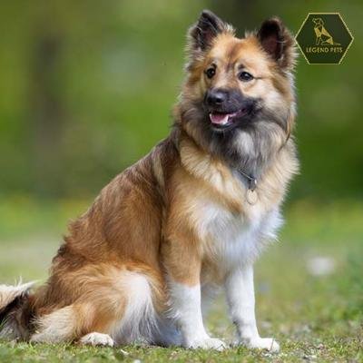 Icelandic Sheepdog