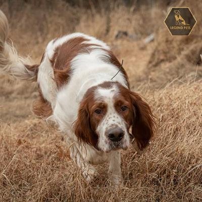 Irish Red and White Setter