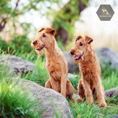 Irish Terrier