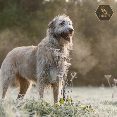Irish Wolfhound