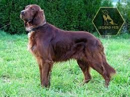 Irish Setter Hybrid