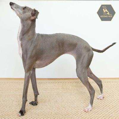 Italian Greyhound