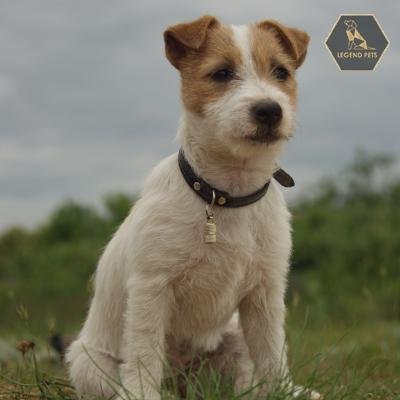 Jack Russel Mix