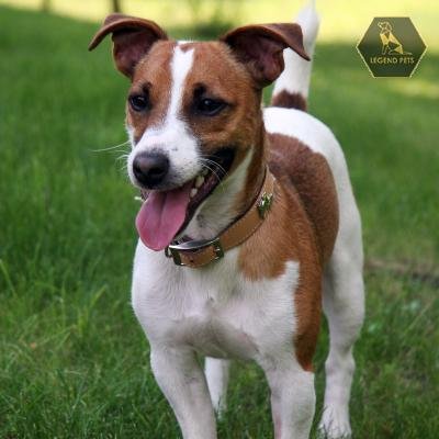 Jack Russell Terrier