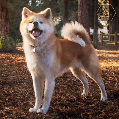 Japanese Akitainu