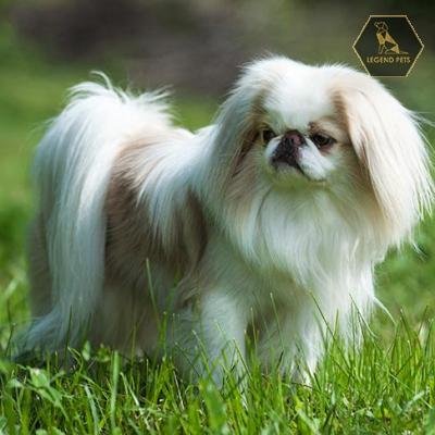 Japanese Chin