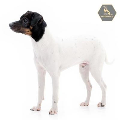 Japanese Terrier