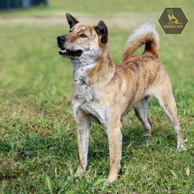 Jindo