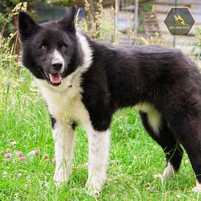 Karelian Bear Dog