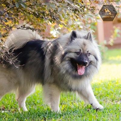 Keeshond