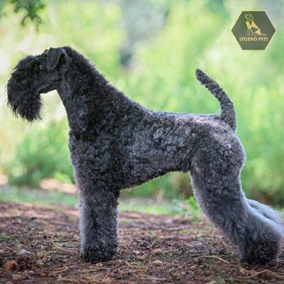 Kerry Blue Terrier
