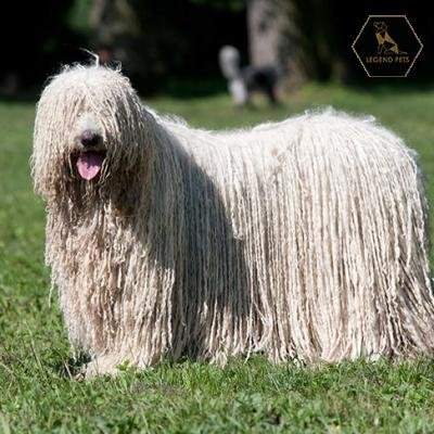 Komondor