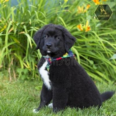 Labernese