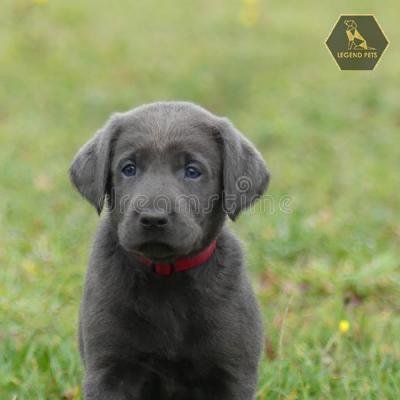 Labrador Retriever-Charcoal