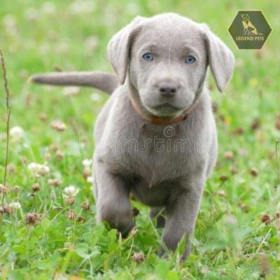 Labrador Retriever-Silver