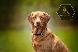 Labrador Retriever - Fox Red