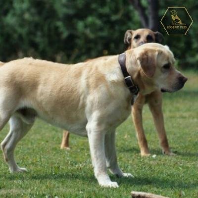 Labrador Retriever Mix