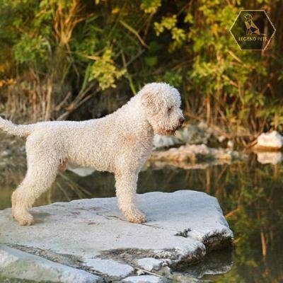 Lagotto Romagnolo