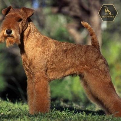 Lakeland Terrier