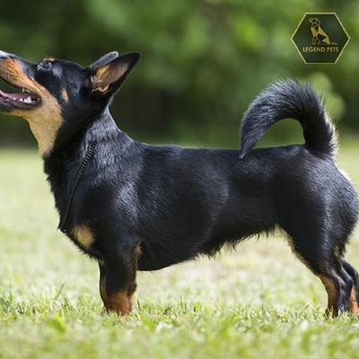 Lancashire Heeler