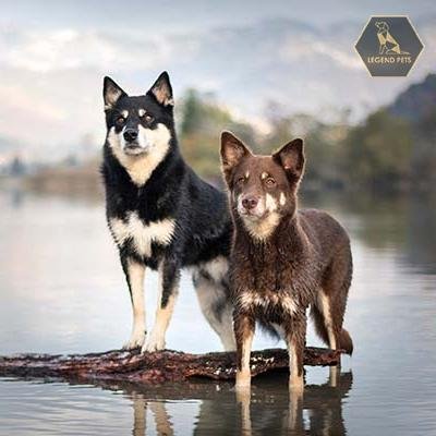 Lapponian Herder