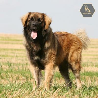 Leonberger