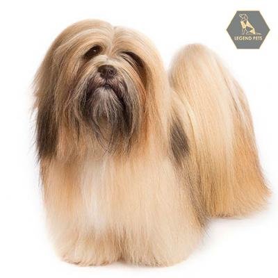 Lhasa Apso