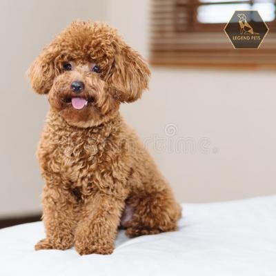 MPoodle (Toy)