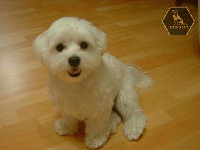 Maltese
