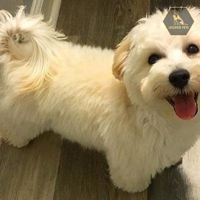 Maltese Mix