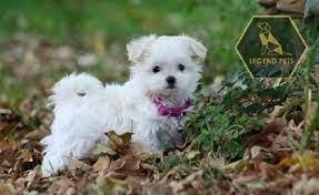 Malti-Pom