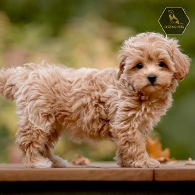 Maltipoo