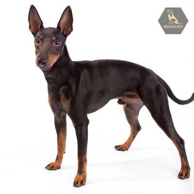 Manchester Terrier (Toy)