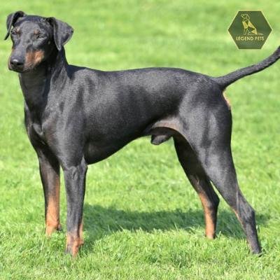 Manchester Terrier (Standard)
