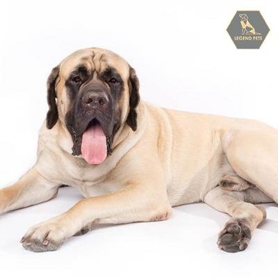Mastiff