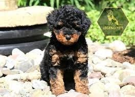 Mini Aussiedoodle