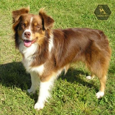 Mini Australian Shepherd